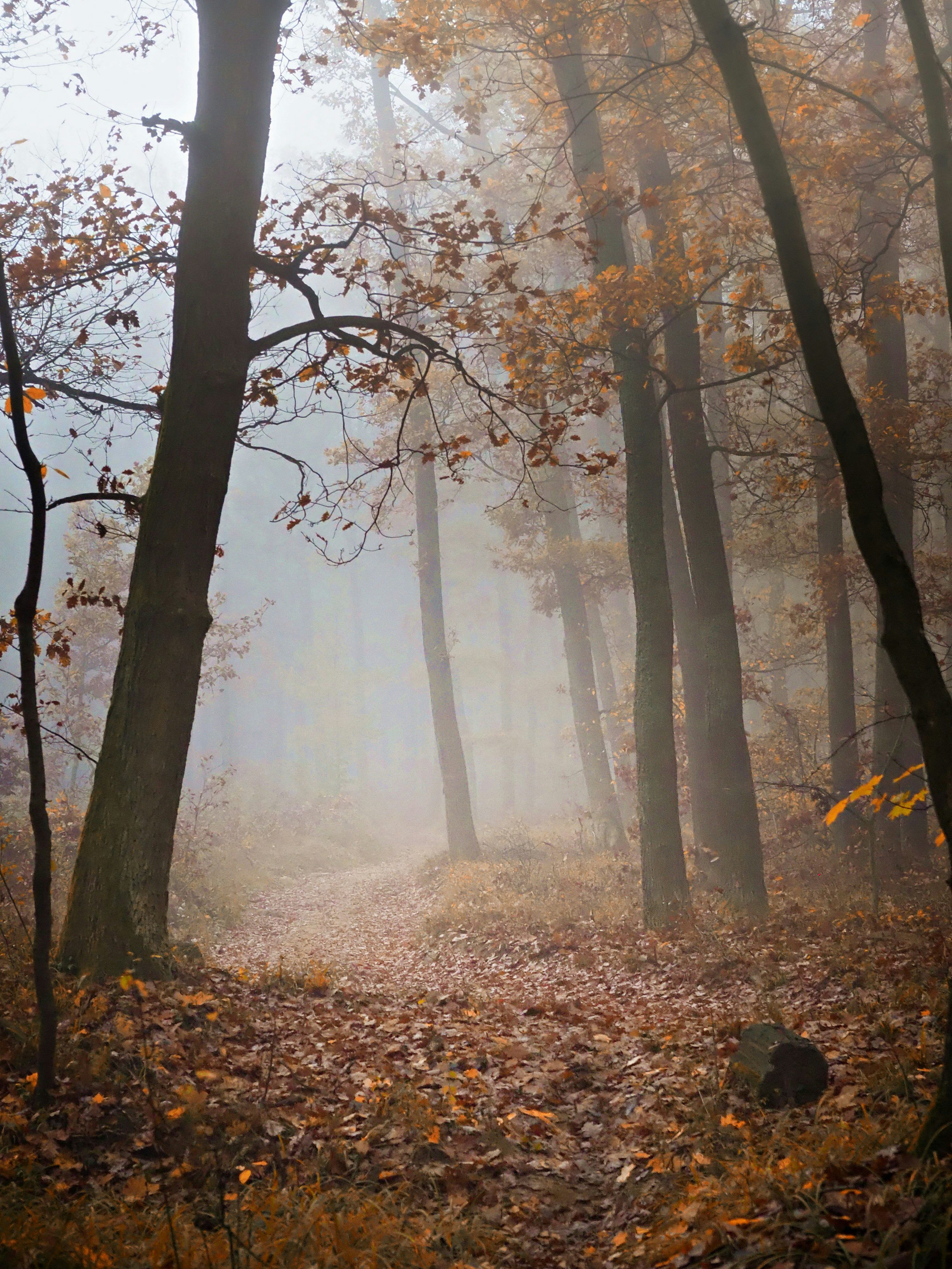 3000x4000 Autumn Mist Picture. Download Free Image