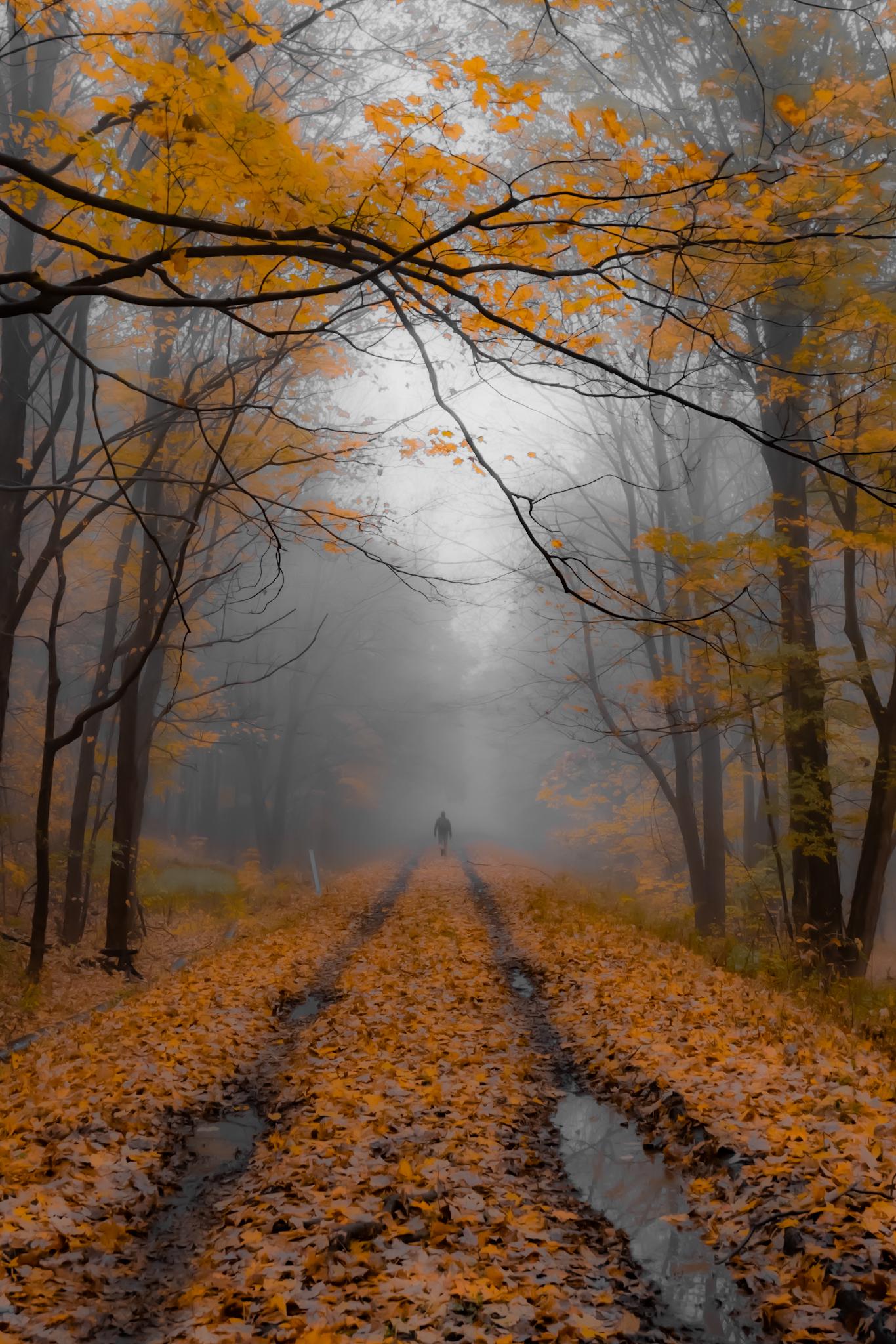 1366x2048 ITAP of a Man Walking on a Foggy Autumn Morning