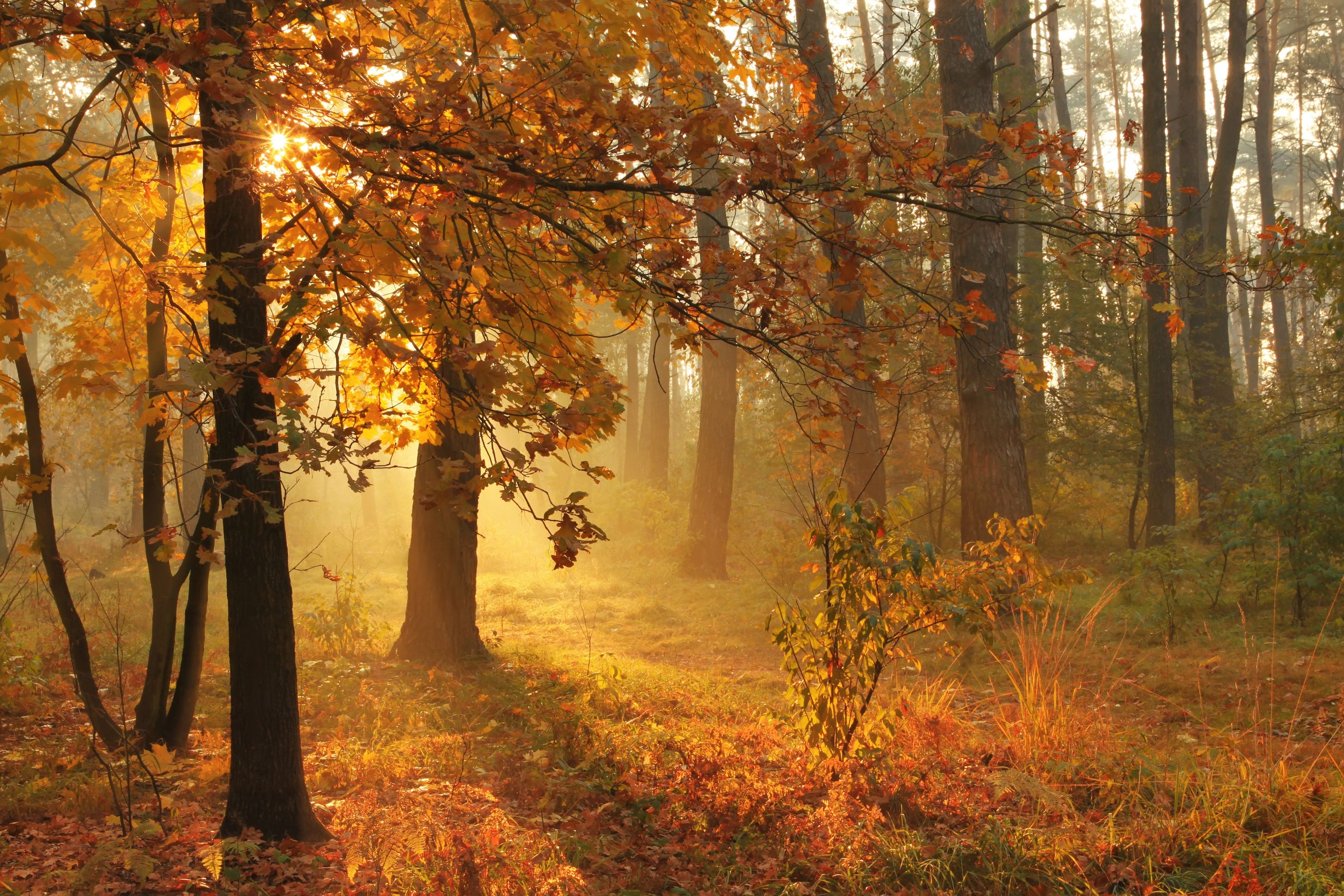 3200x2133 Sunrise Autumn Forest Wall Mural