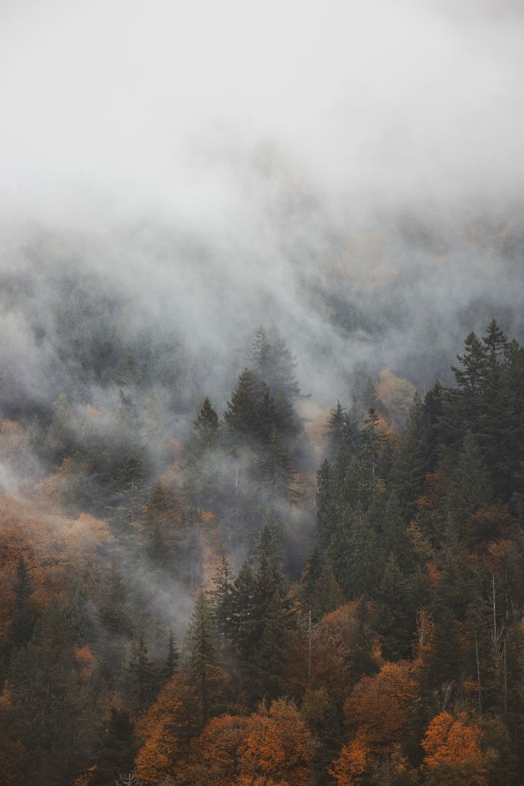 736x1104 Fall in the Pacific Northwest. Fog and Orange Leaves. Fine Art Prints