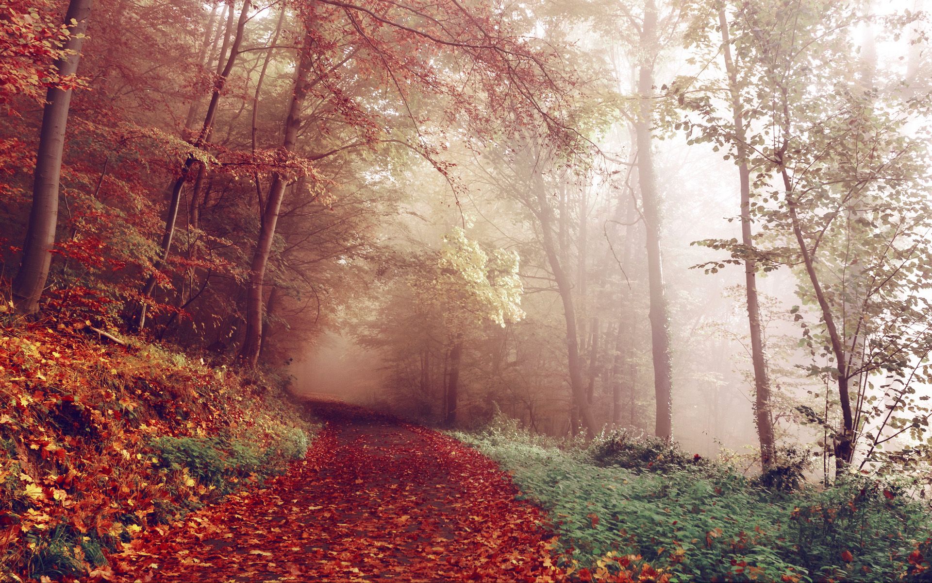 1920x1200 Fog and Mist on the Autumn Path image Domain photo