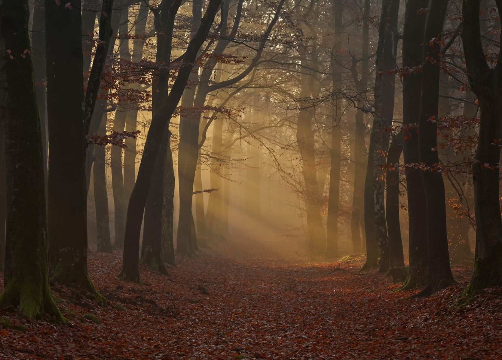 1670x1200 Mysterious autumn forest