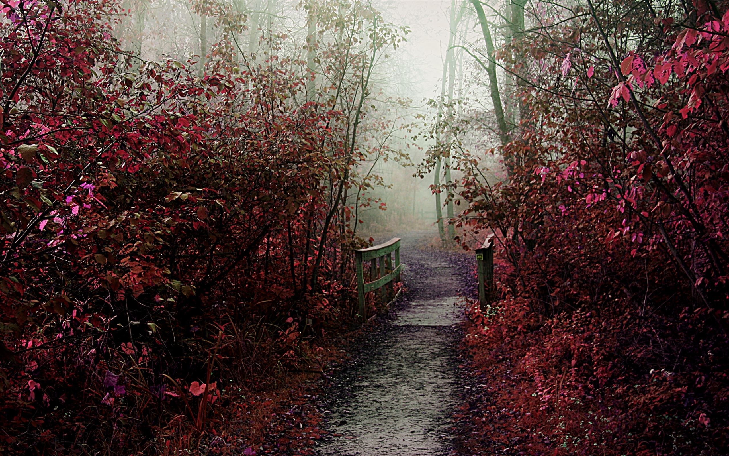 2560x1600 Autumn Mist Path MacBook Air Wallpaper Download