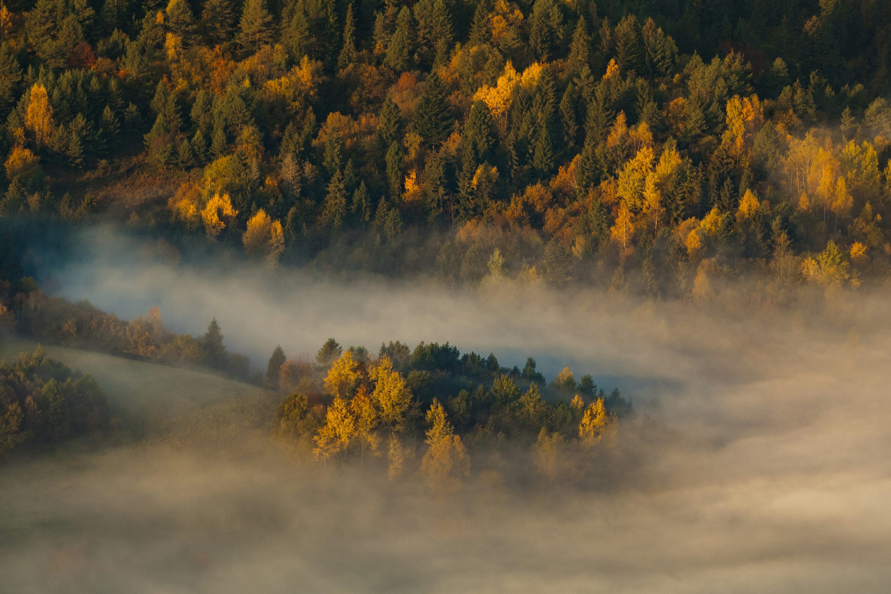 3000x2000 Autumn Forest Mist Wallpaper