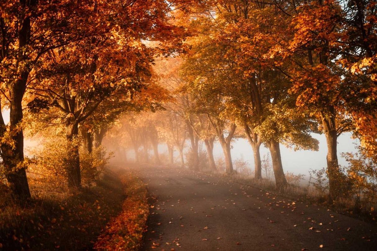 1214x808 Forest Mural Wallpaper. Misty Autumn Path