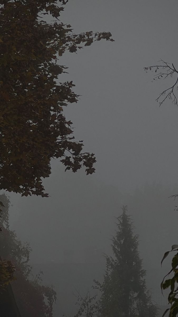 675x1200 autumn. fall. fog