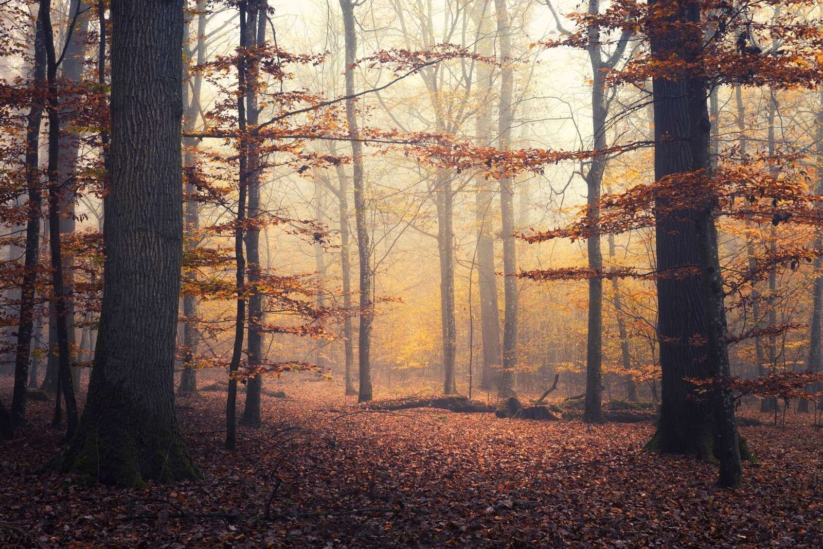 1600x1067 Wallpaper Mural Forest in Golden Mist