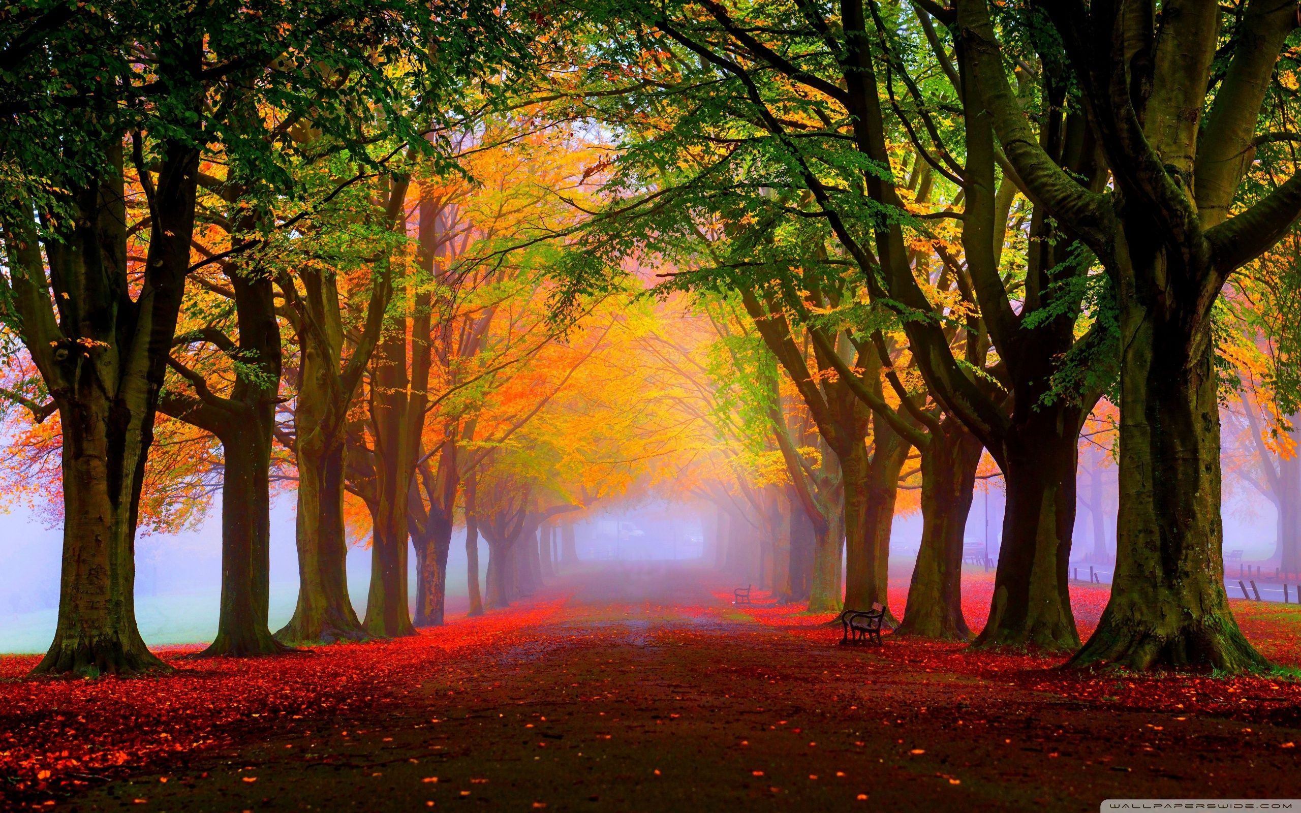 2560x1600 Autumn, Mist, Park 4K UHD Wallpaper for UltraHD Desktop and TV : Widescreen and UltraWide Display : Dual Monitor : Smartphone and Tablet Devices