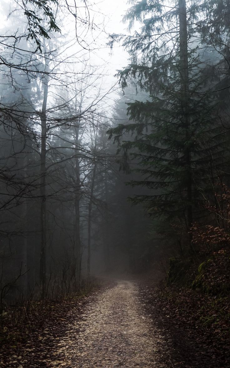 736x1177 Wallpaper autumn fog walk trees path forest