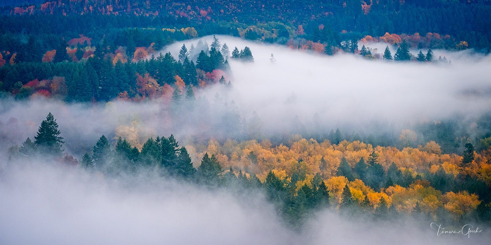 1600x800 Autumn Mist Fine Art Print. Large Format Limited Edition. Tamara Gooch. Fine Art Equine, Wildlife & Western Prints
