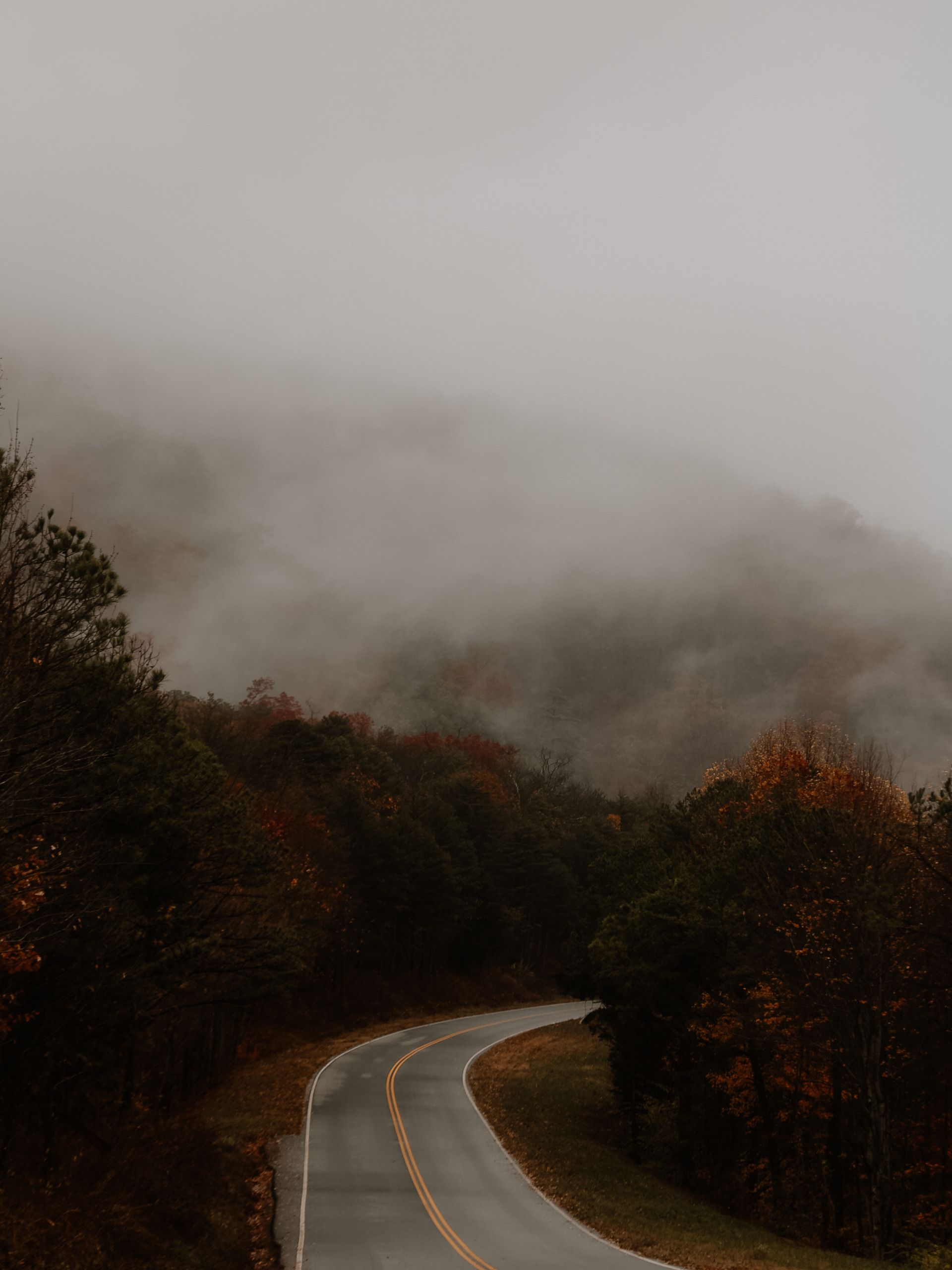 1920x2560 Misty Autumn Road through Foggy Forest · Free