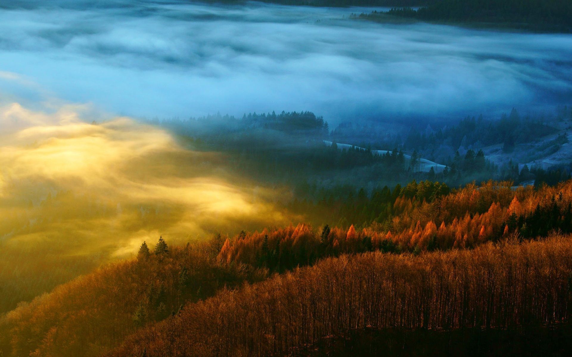 1920x1200 Wallpaper Forest, nature, trees, autumn, mist, morning 1920x1200 Picture, Image