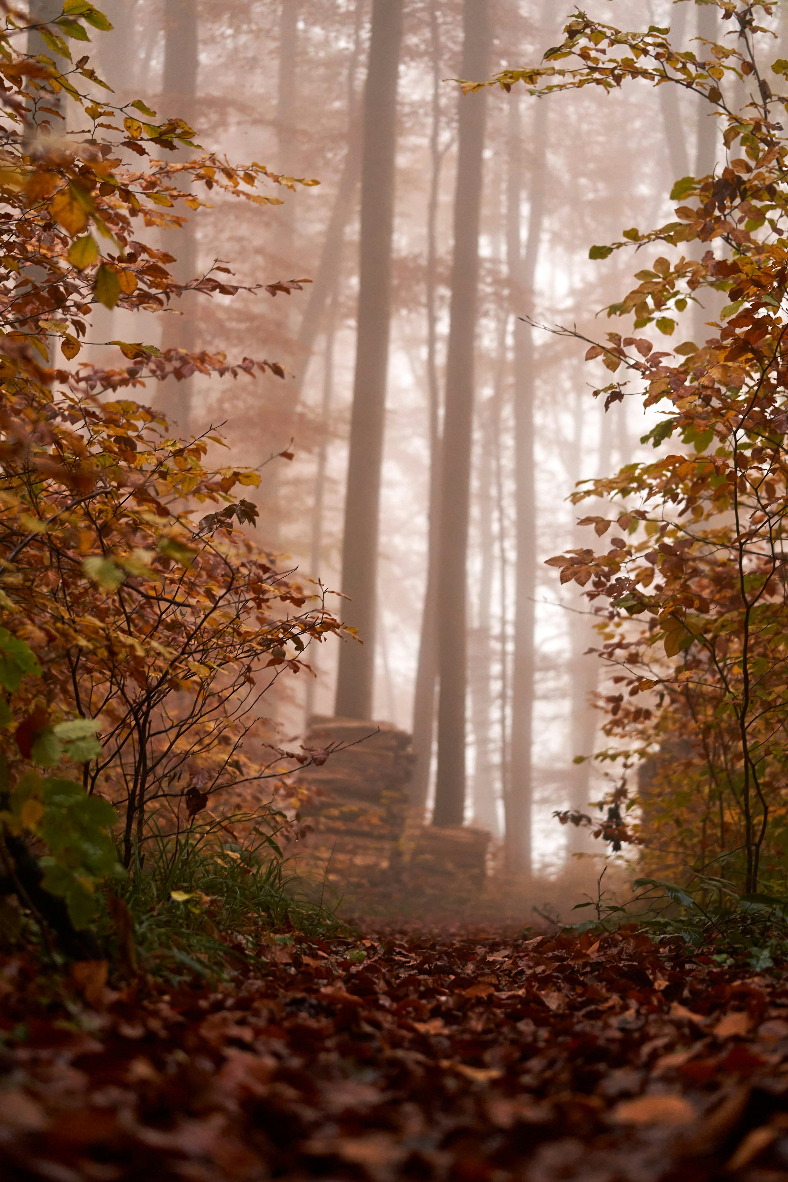 3000x4500 Autumn forest path in mist