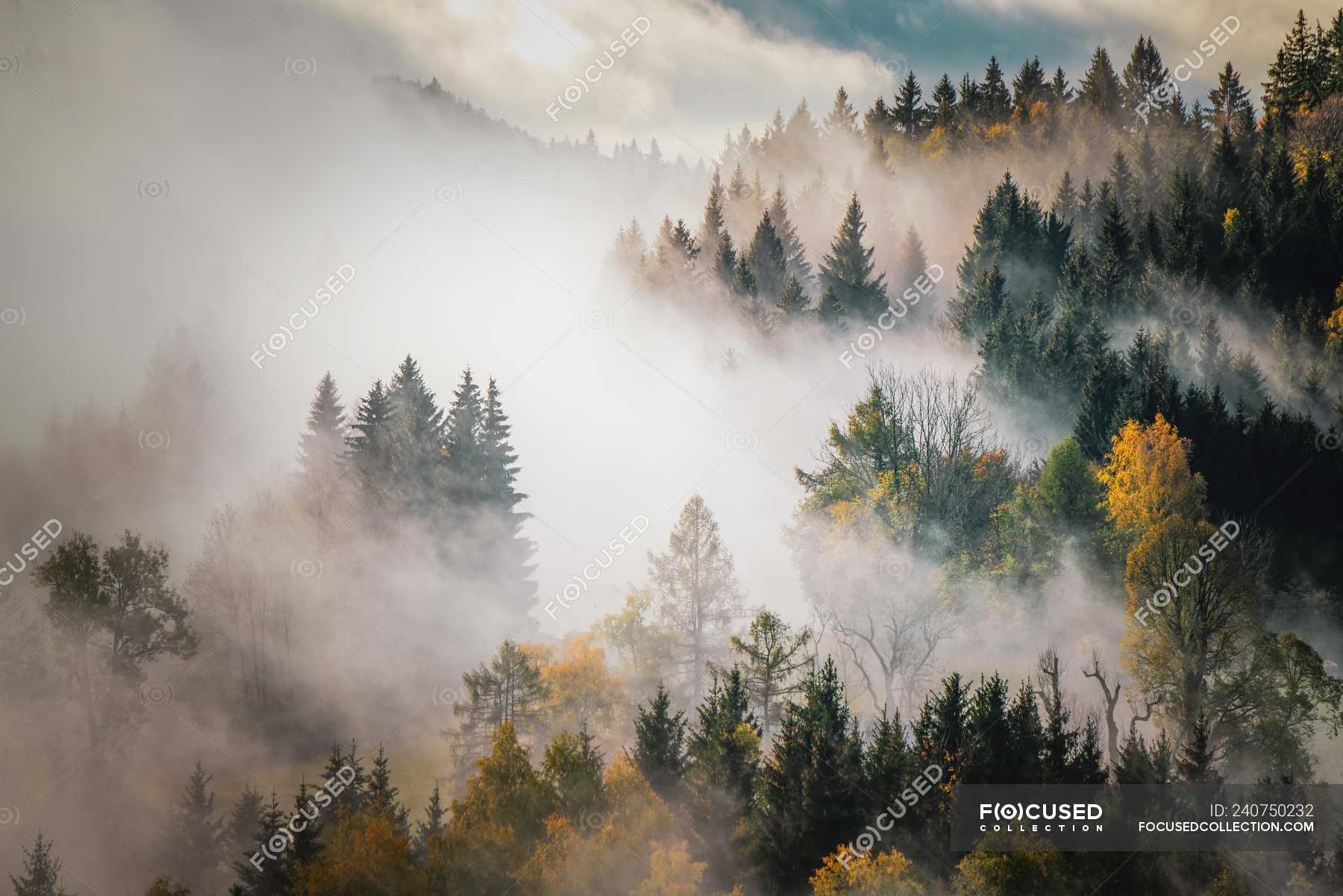 1800x1201 Autumn forest in the mist, Mount Gaisberg, Salzburg, Austria