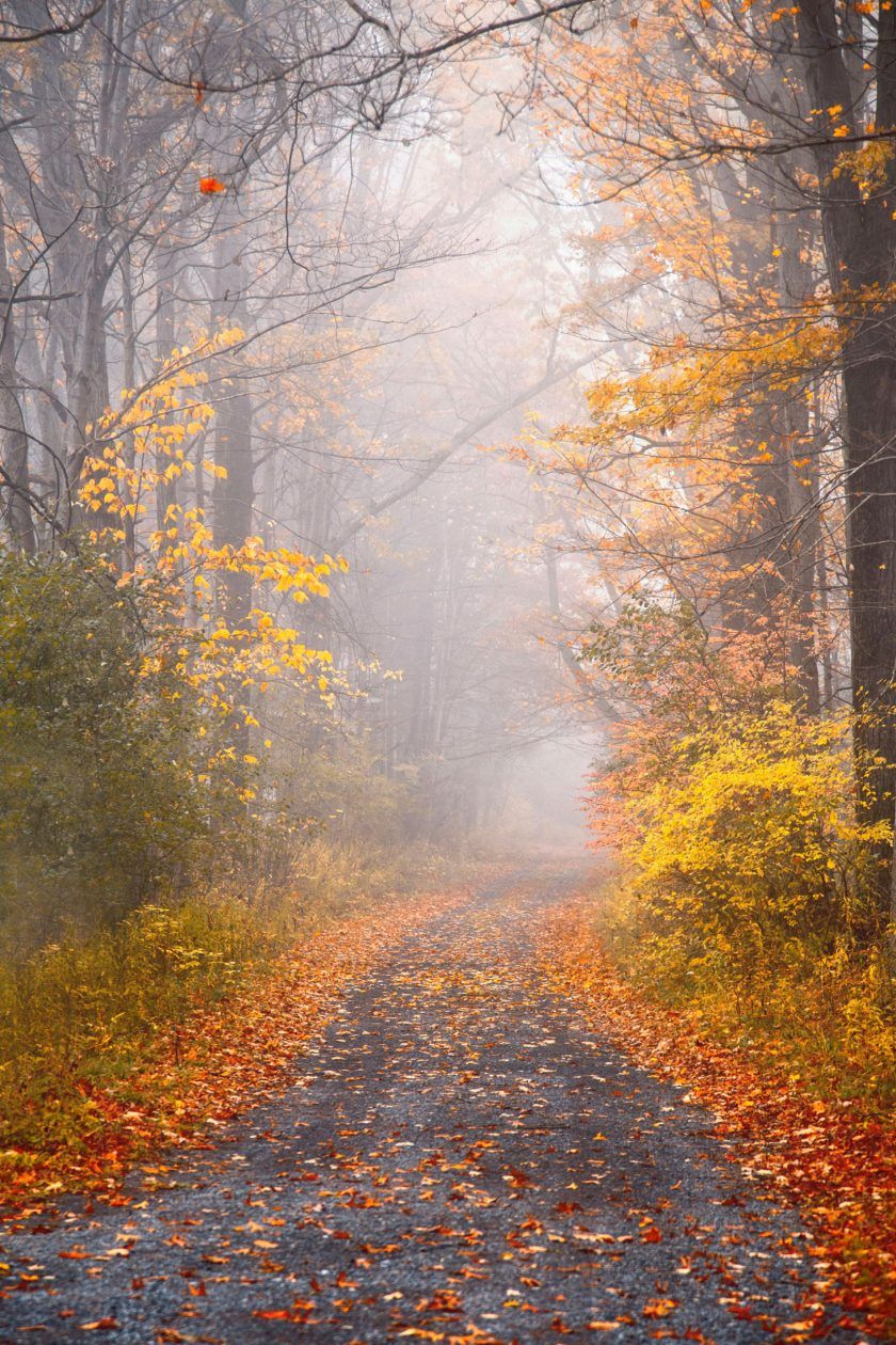 840x1260 Road in Autumn Mist T Ryan