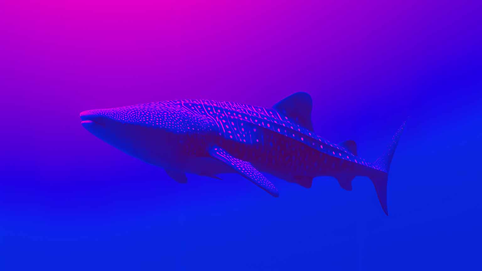 1536x864 Free Whale Shark Swimming In Neon Blue Void Desktop Wallpaper