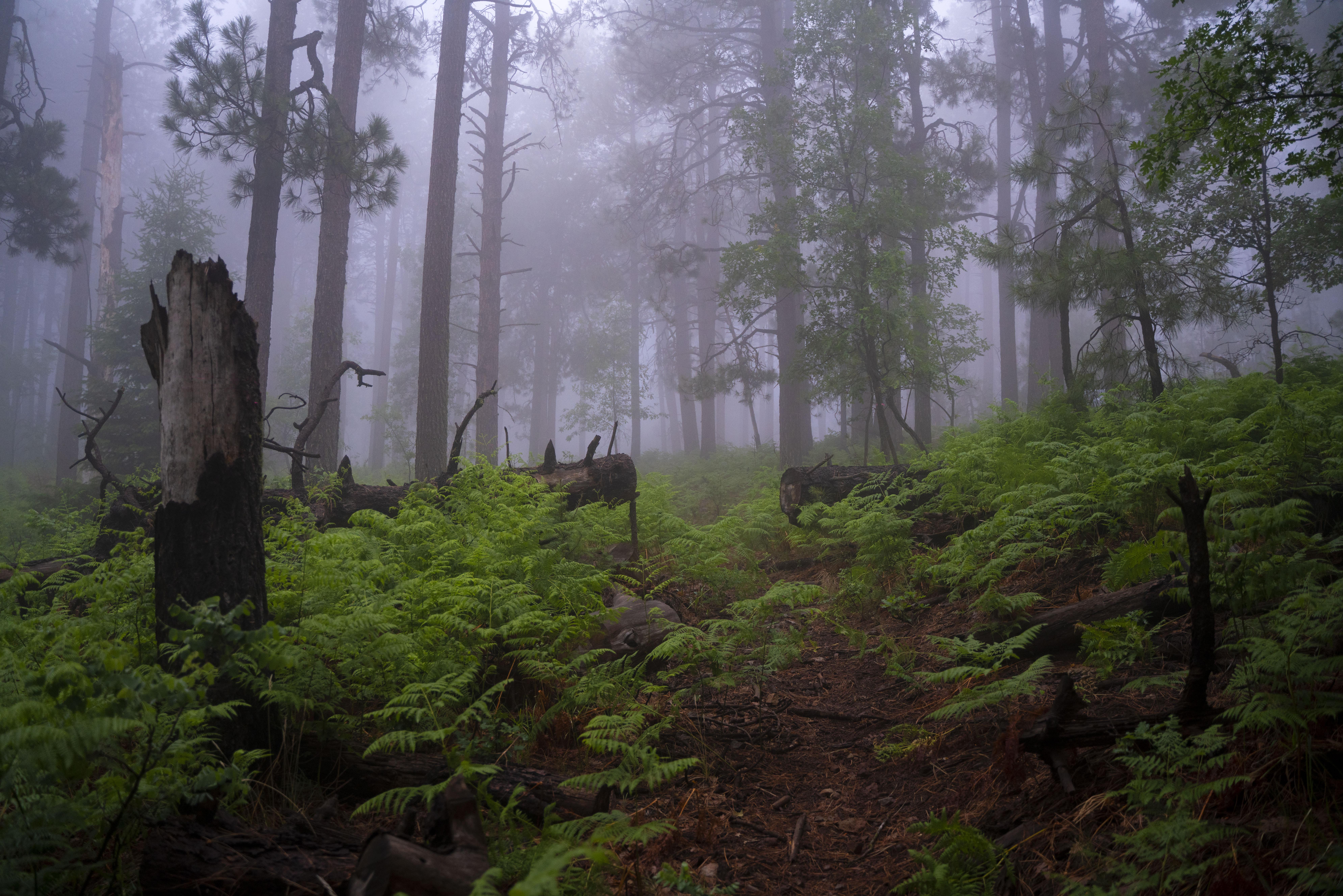 7952x5304 Misty Morning Along the Mogollon Rim, Arizona [7952x5304][OC]