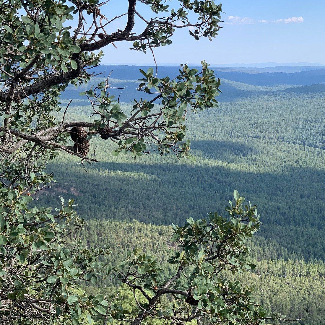 1100x1100 Mogollon Rim You SHOULD Know Before Going (2026 Reviews)