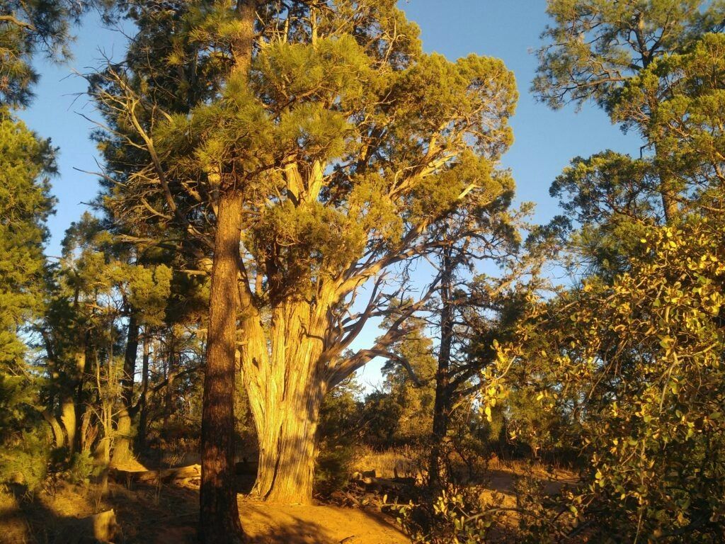 1024x768 Mogollon Rim Trail