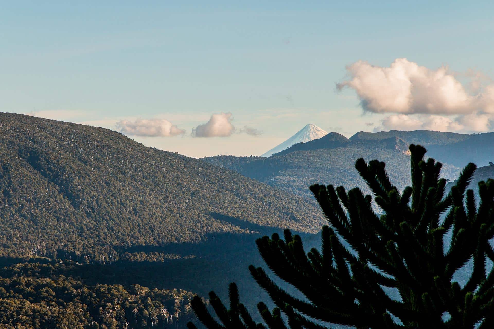 1920x1280 Stolen land and fading forests in Chile: New report on conflict plantations Forest Coalition
