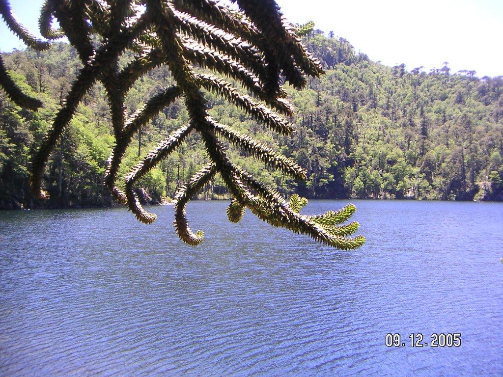 1024x768 rama de araucanía sobre el lago. Raúl Muñoz