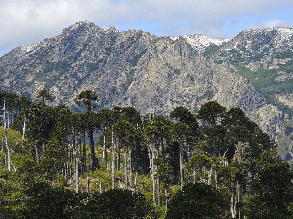 1024x768 Araucania forest. The beautiful araucania trees in contrast