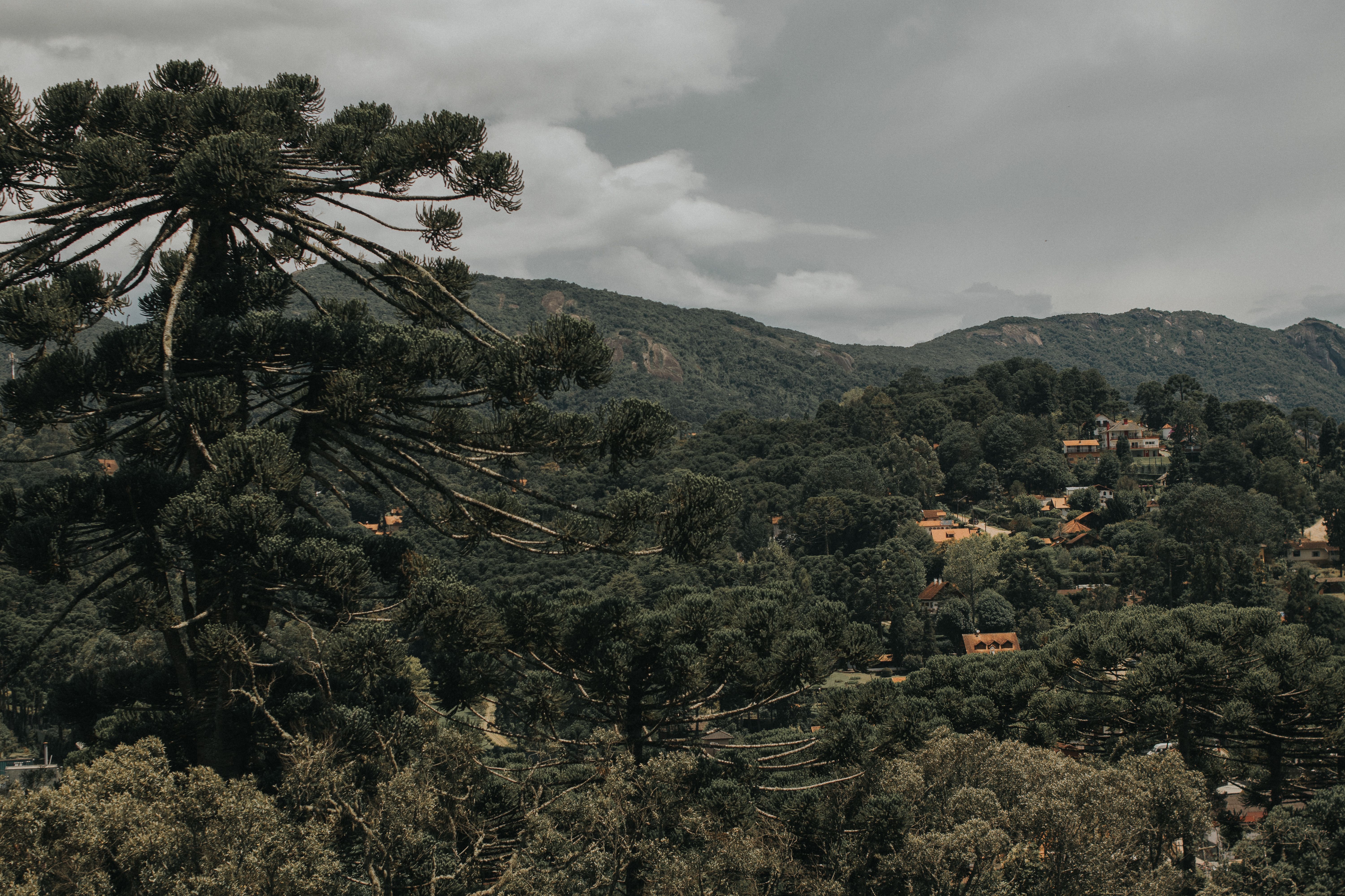 6000x4000 Araucania Photo, Download The BEST Free Araucania & HD Image