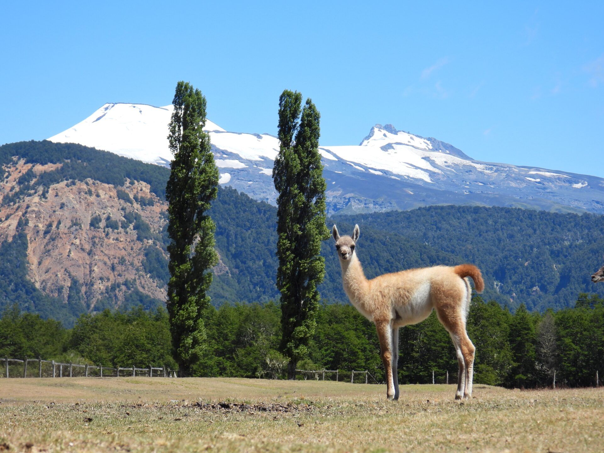 1920x1440 El Guanaco vuelve a la Araucanía! 100 años después, el territorio lo recibe de vuelta