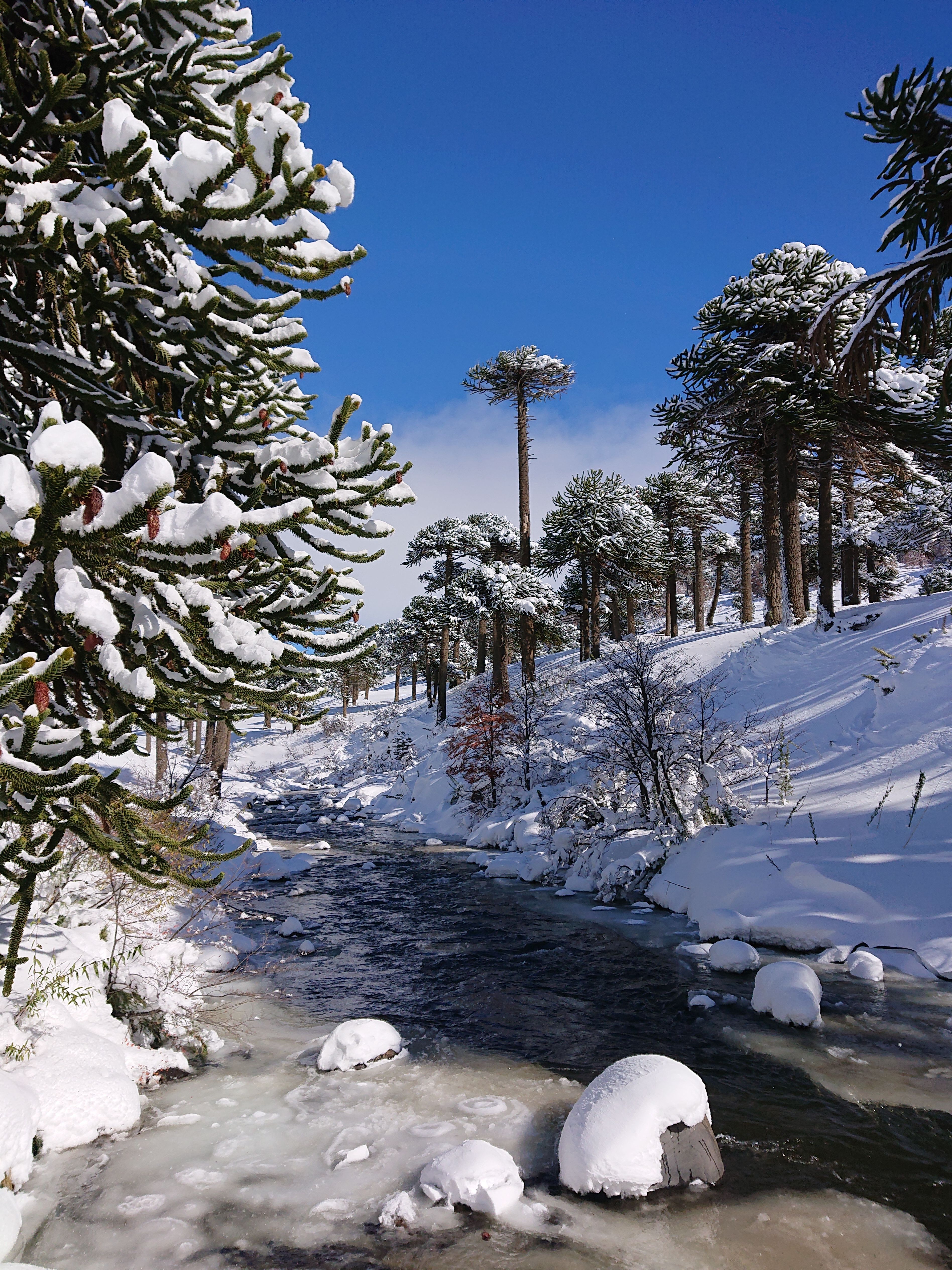 3792x5056 Araucania Photo, Download The BEST Free Araucania & HD Image