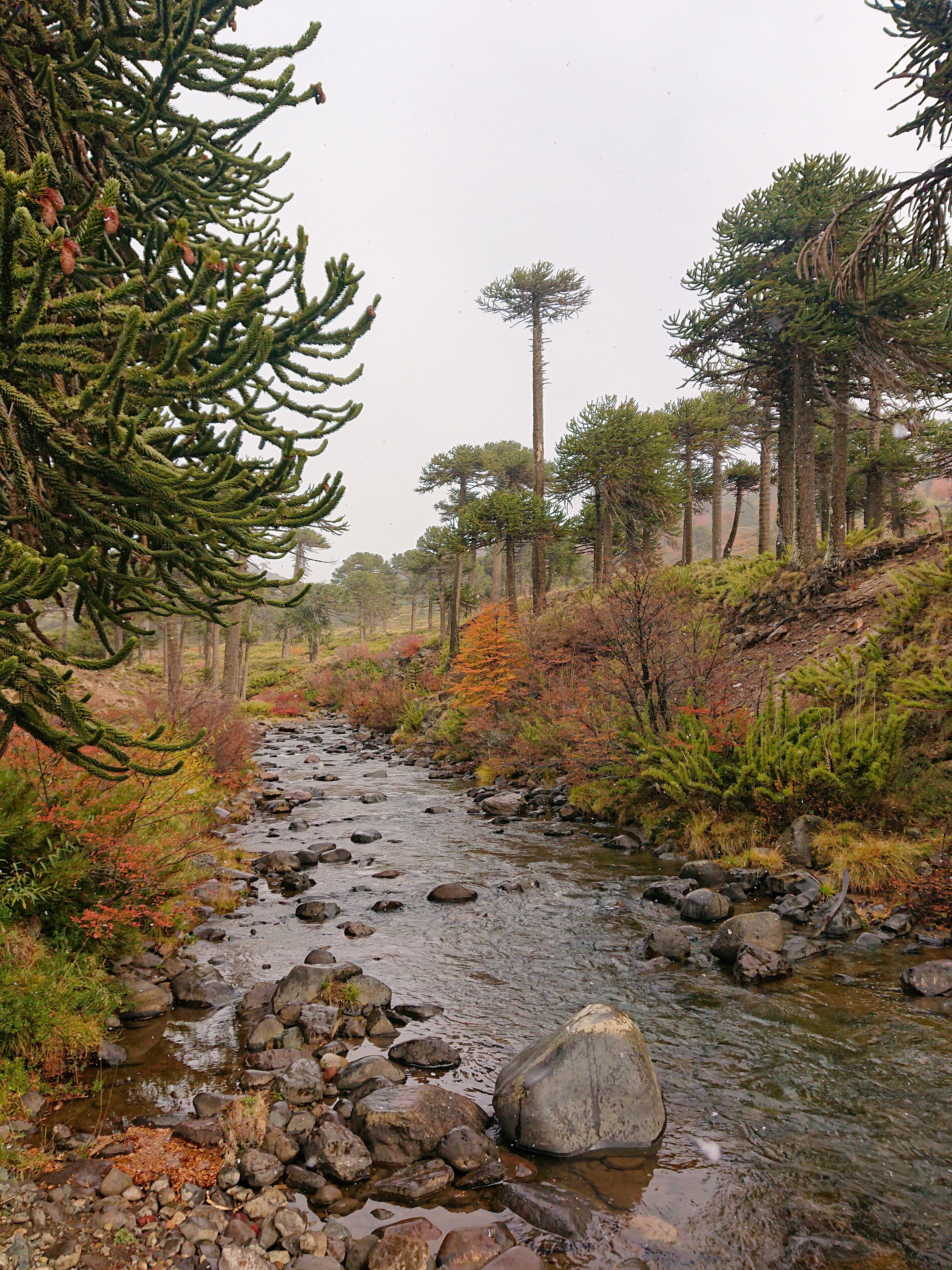 3792x5056 Araucania Photo, Download The BEST Free Araucania & HD Image