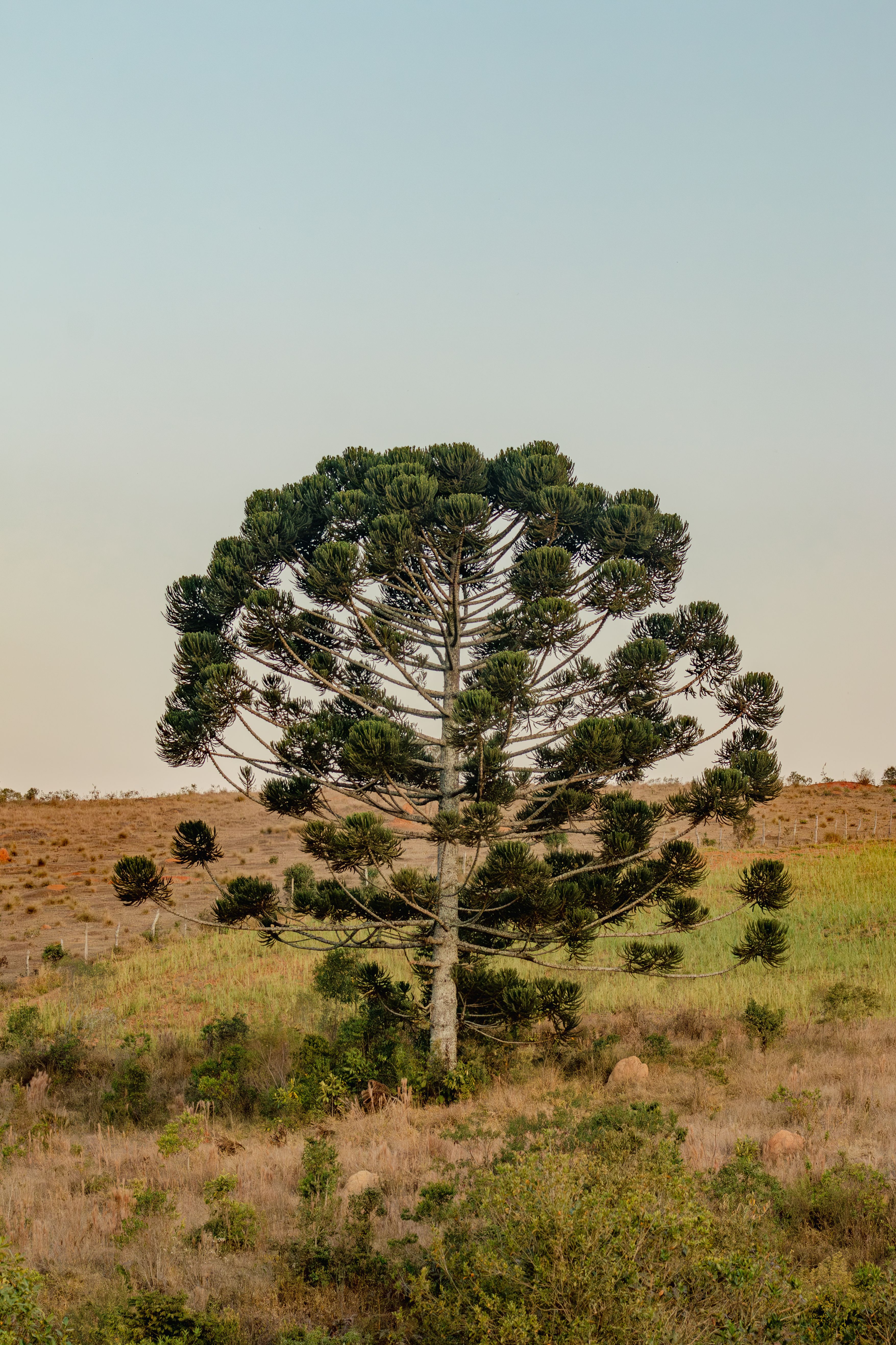3511x5267 Araucania Photo, Download The BEST Free Araucania & HD Image
