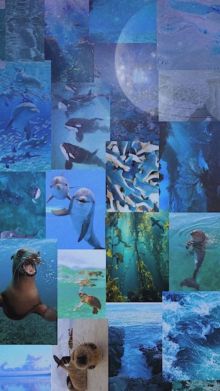 736x1308 Ocean Aesthetic Wallpaper. Blue Teal Aqua Collage Moodboard. Ocean life aesthetic wallpaper, Marine science
