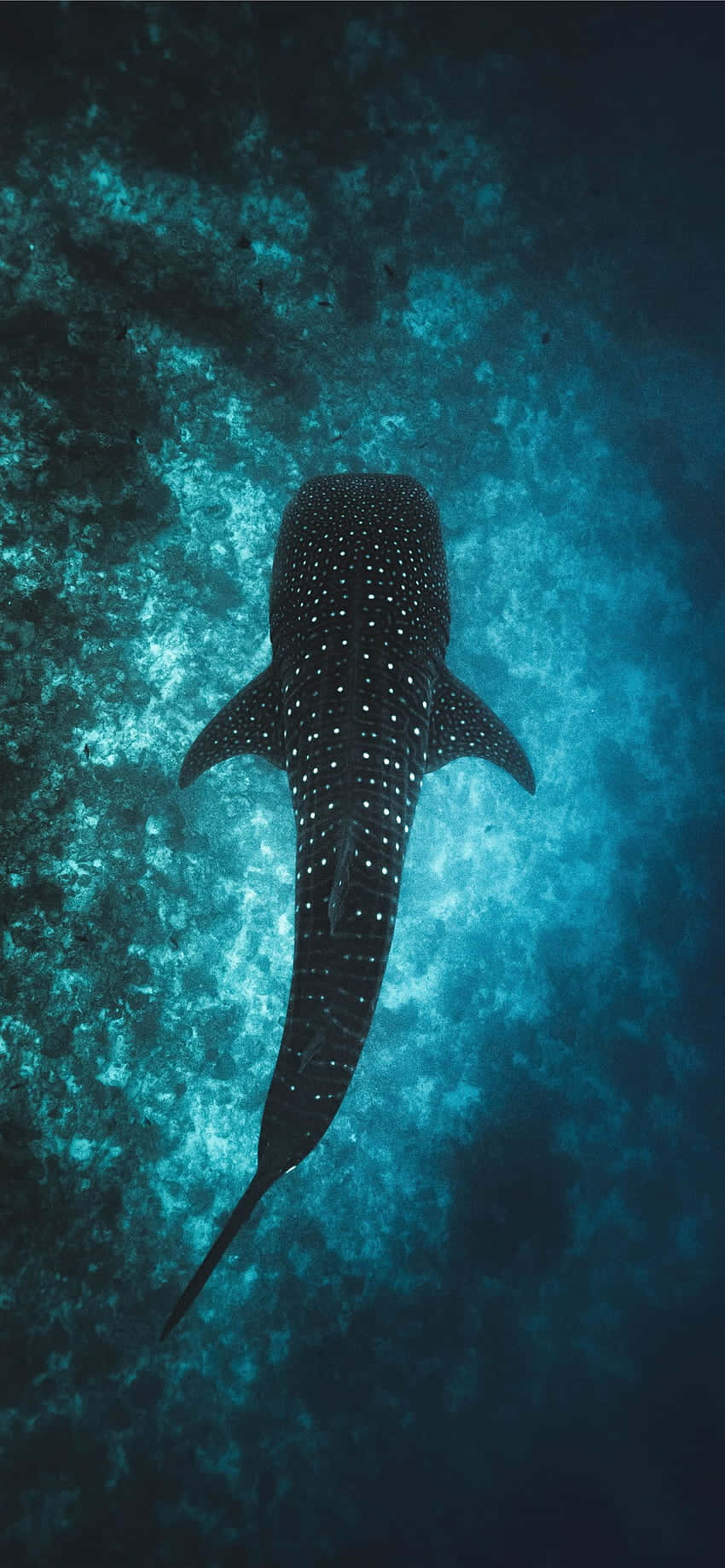 850x1839 Ocean Aesthetic Phone Wallpaper