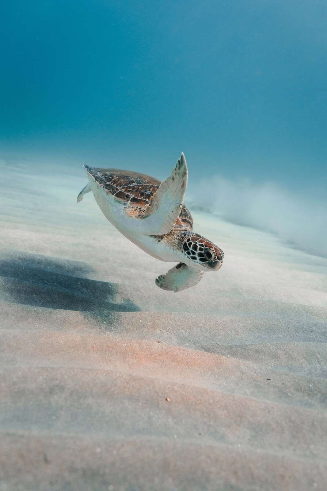 1067x1600 Wallpaper Mural turtle above soft reef sand
