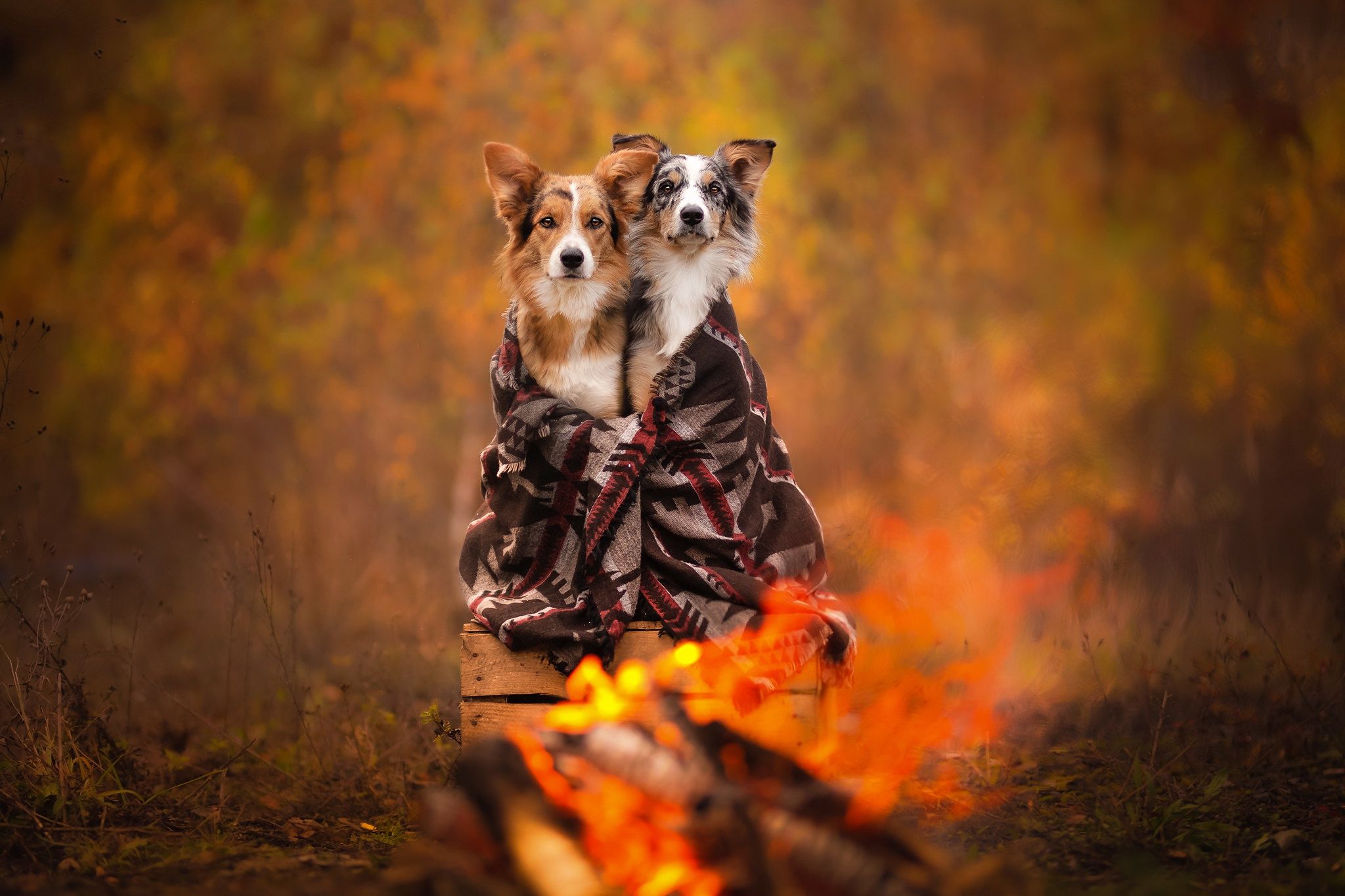 2048x1365 Download Bonfire Friend Animal Dog HD Wallpaperx1365