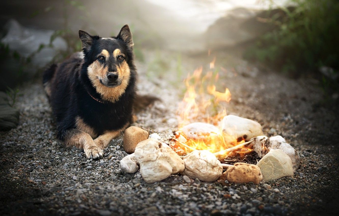 1332x850 Fire Dogs Wallpaper