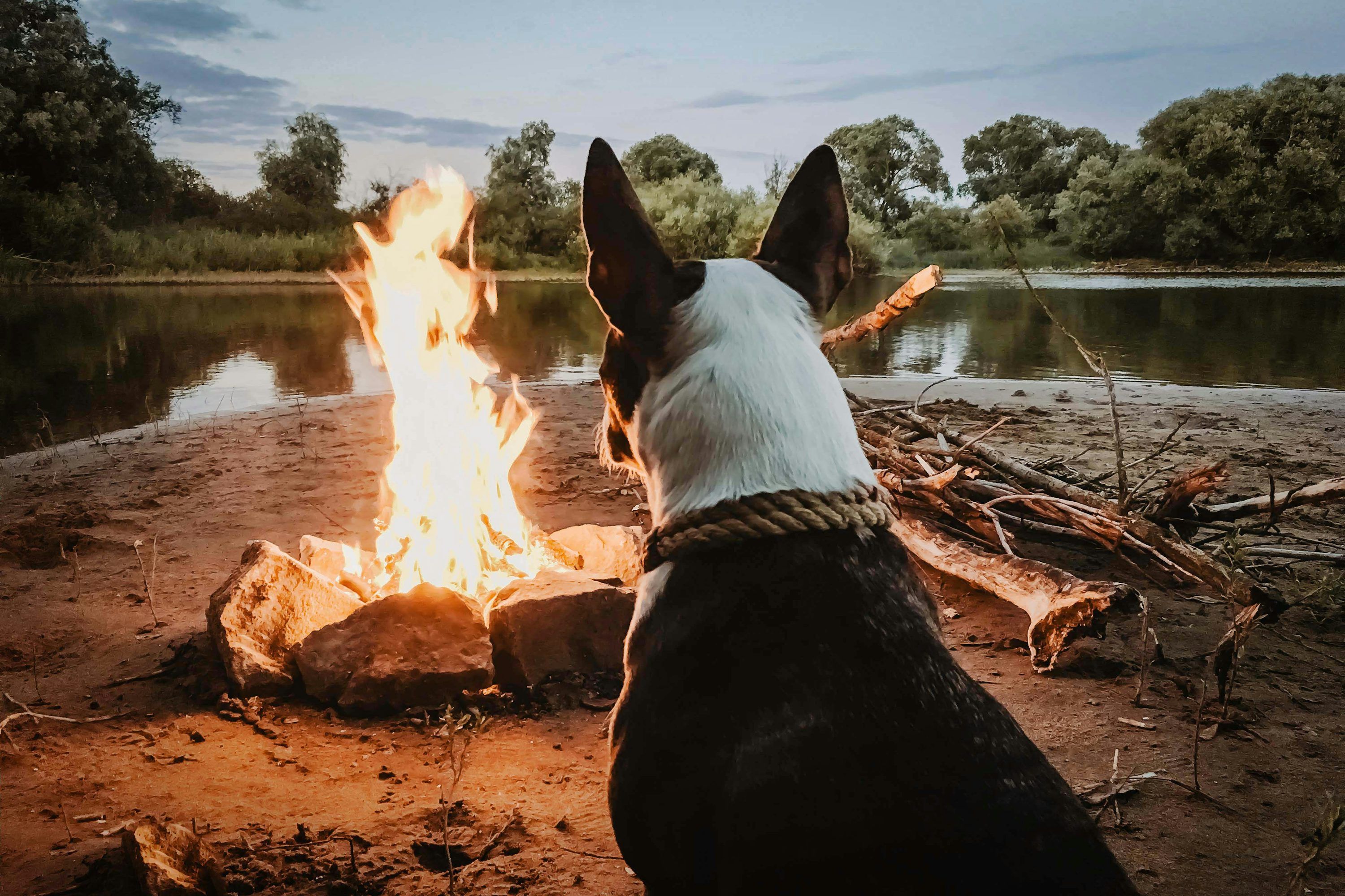 3000x2000 Dog sitting in front of campfire near body of water during daytime