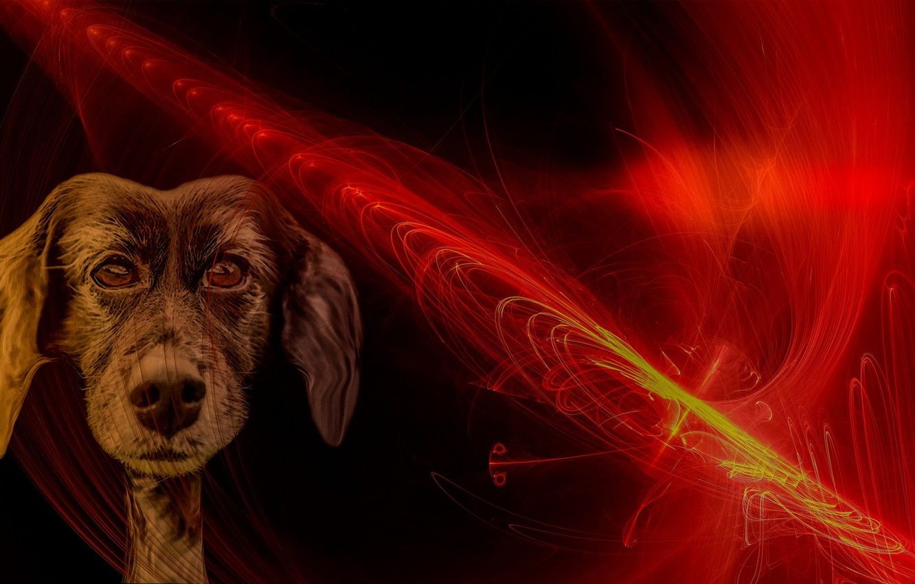 1332x850 Fire Dogs Wallpaper