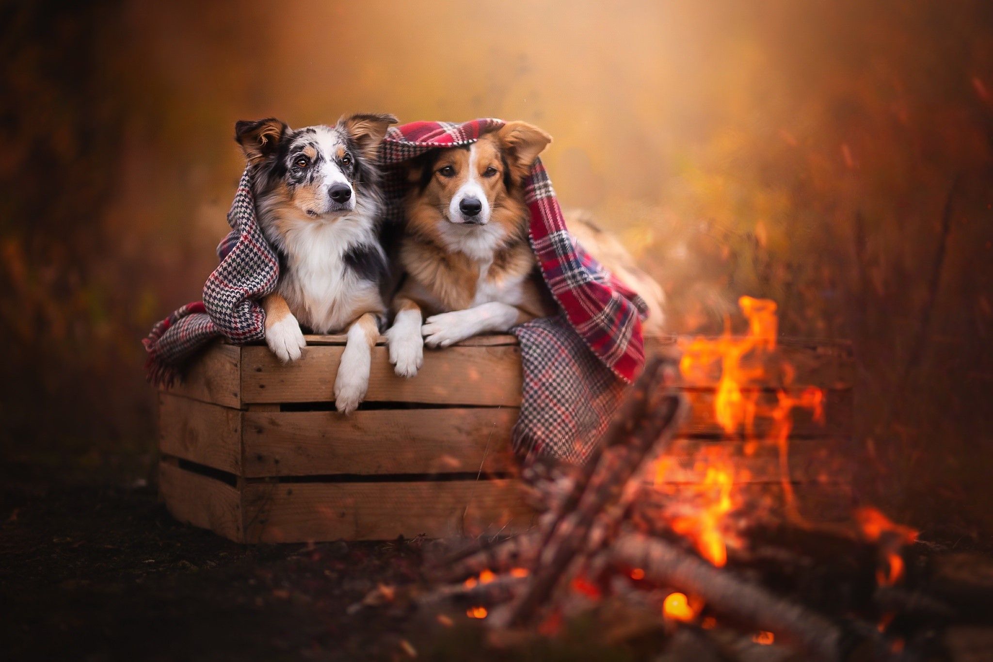 2048x1365 Fire Dogs Wallpaper