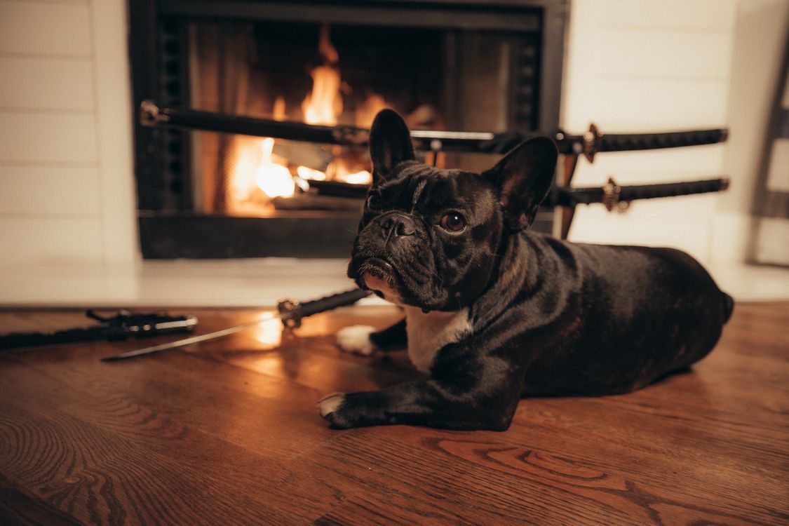 1125x750 A Dog by the Fireplace · Free