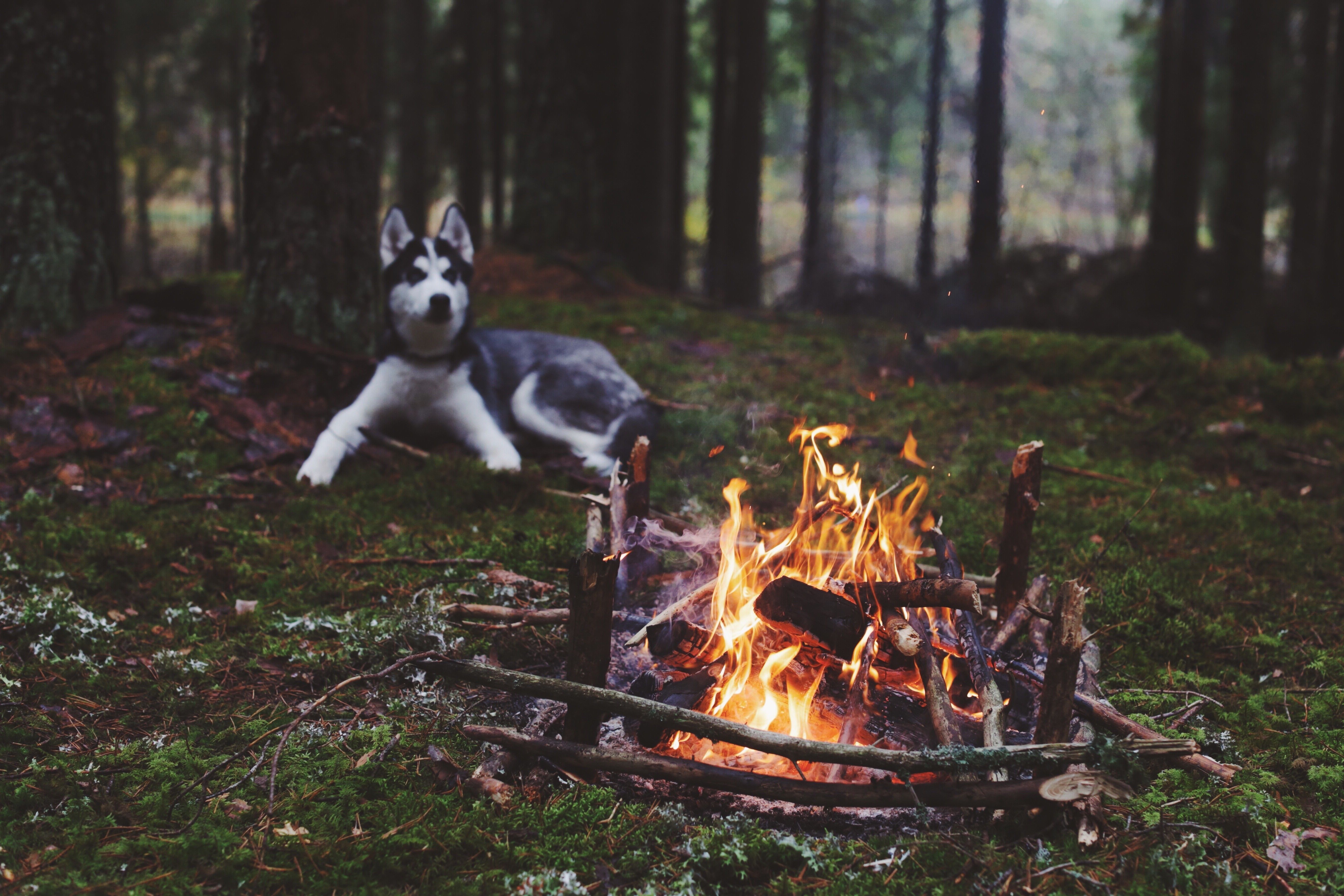 5472x3648 dog forest fireplace Wallpaper HD / Desktop and Mobile Background