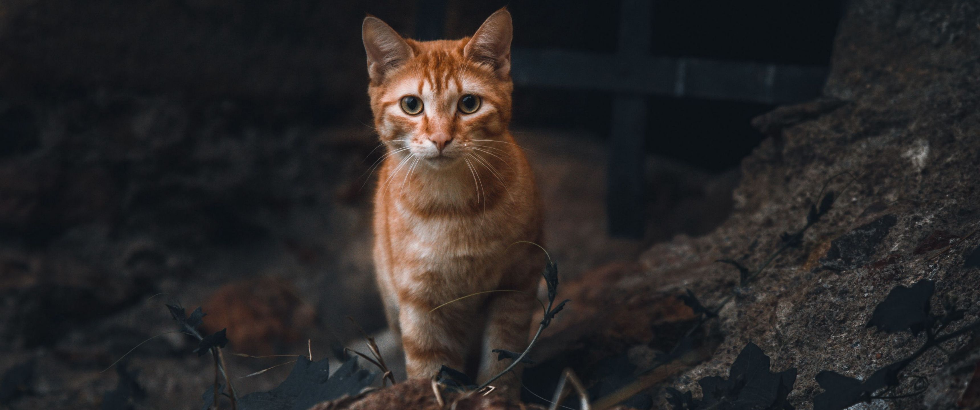 3440x1440 Download Cat Wallpaper in 3440x1440 Resolution