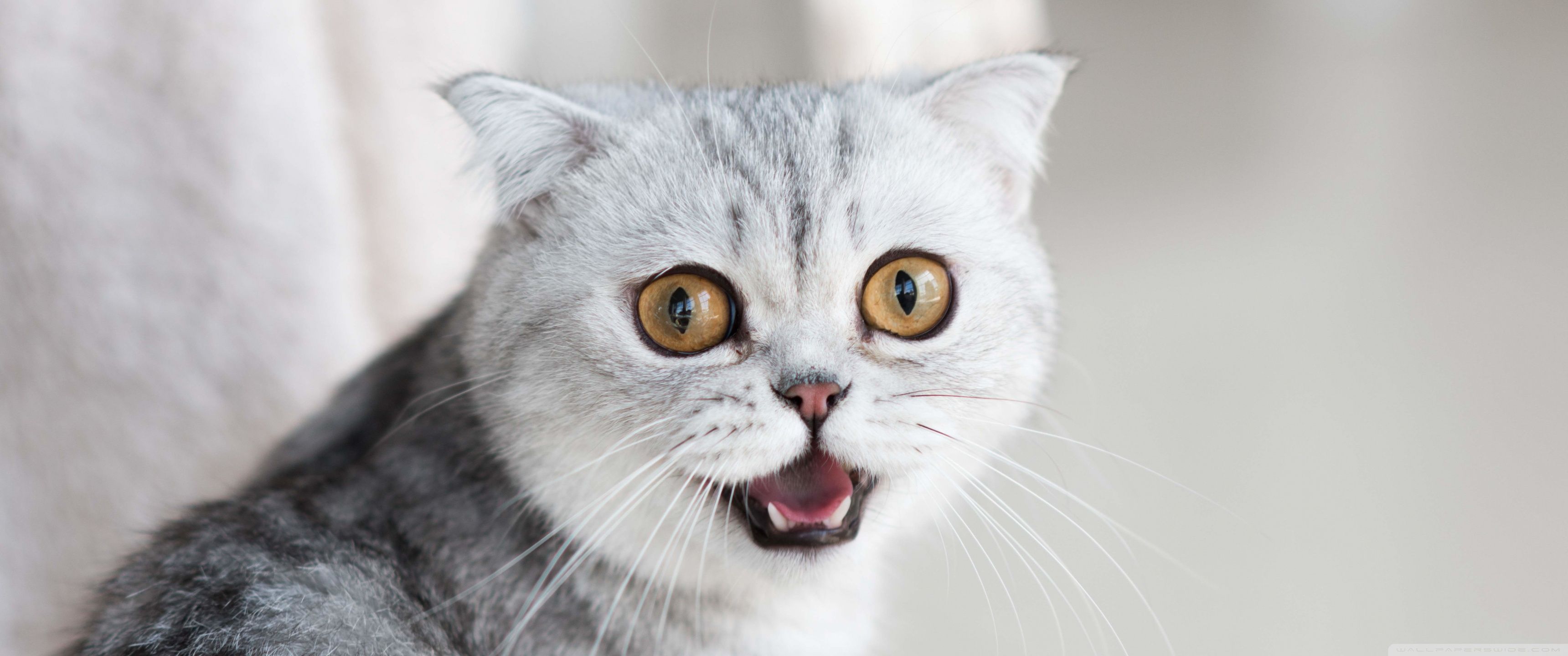 3440x1440 Cat 4K UHD Wallpaper for UltraHD Desktop and TV : Widescreen and UltraWide Display : Smartphone and Tablet Devices