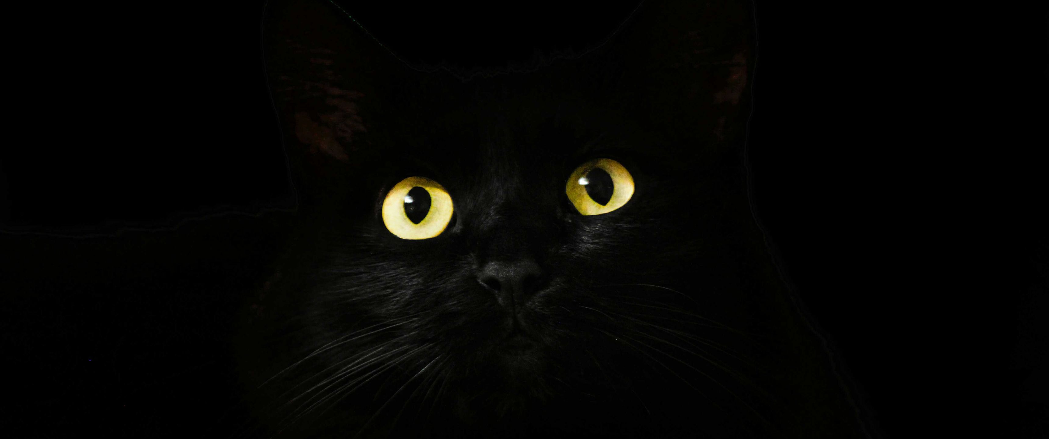 3440x1440 Download Animals, Cat, Black, Eyes Wallpaper in 3440x1440 Resolution