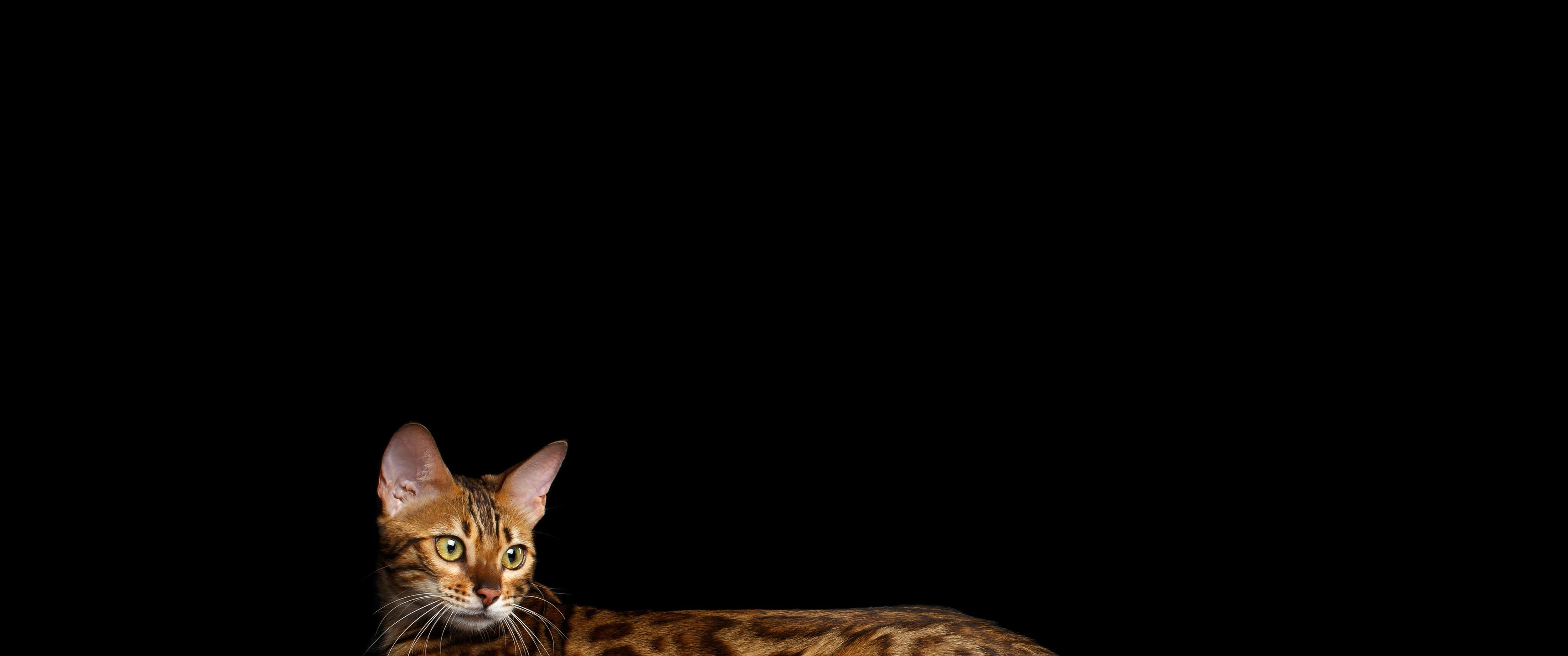 3440x1440 Download Bengal cat, Black background, Spotted, Lies, Cat Wallpaper in 3440x1440 Resolution