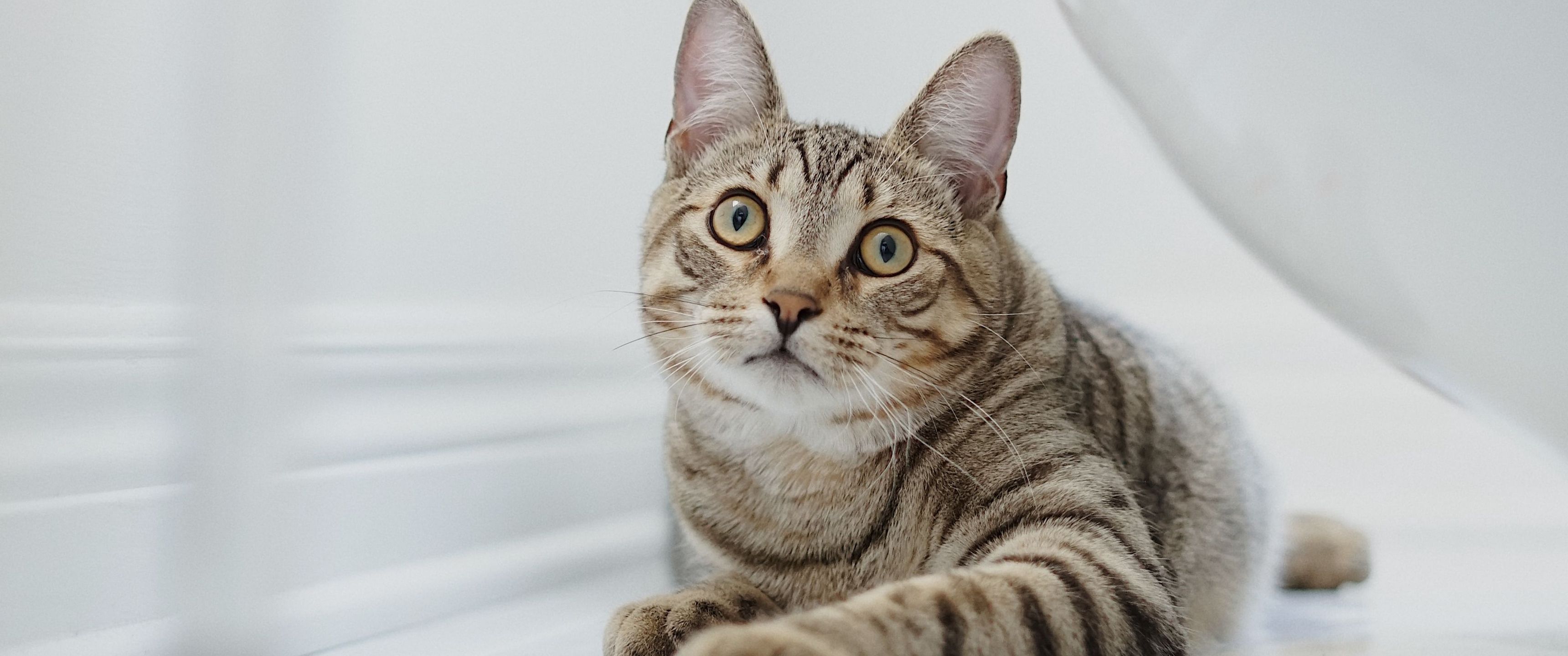 3440x1440 Download Cat Wallpaper in 3440x1440 Resolution