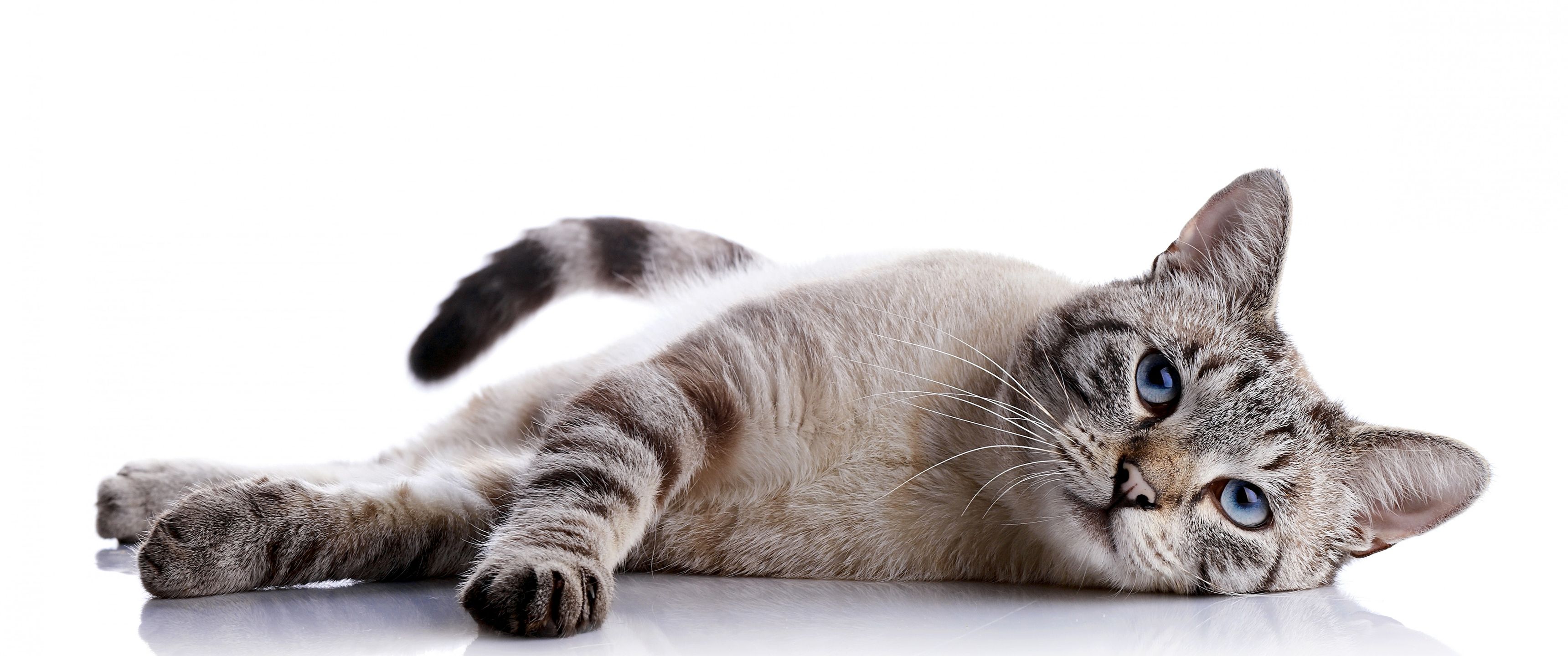 3440x1440 Download Cat, Cat, Animal, Blue eyes, White background Wallpaper in 3440x1440 Resolution