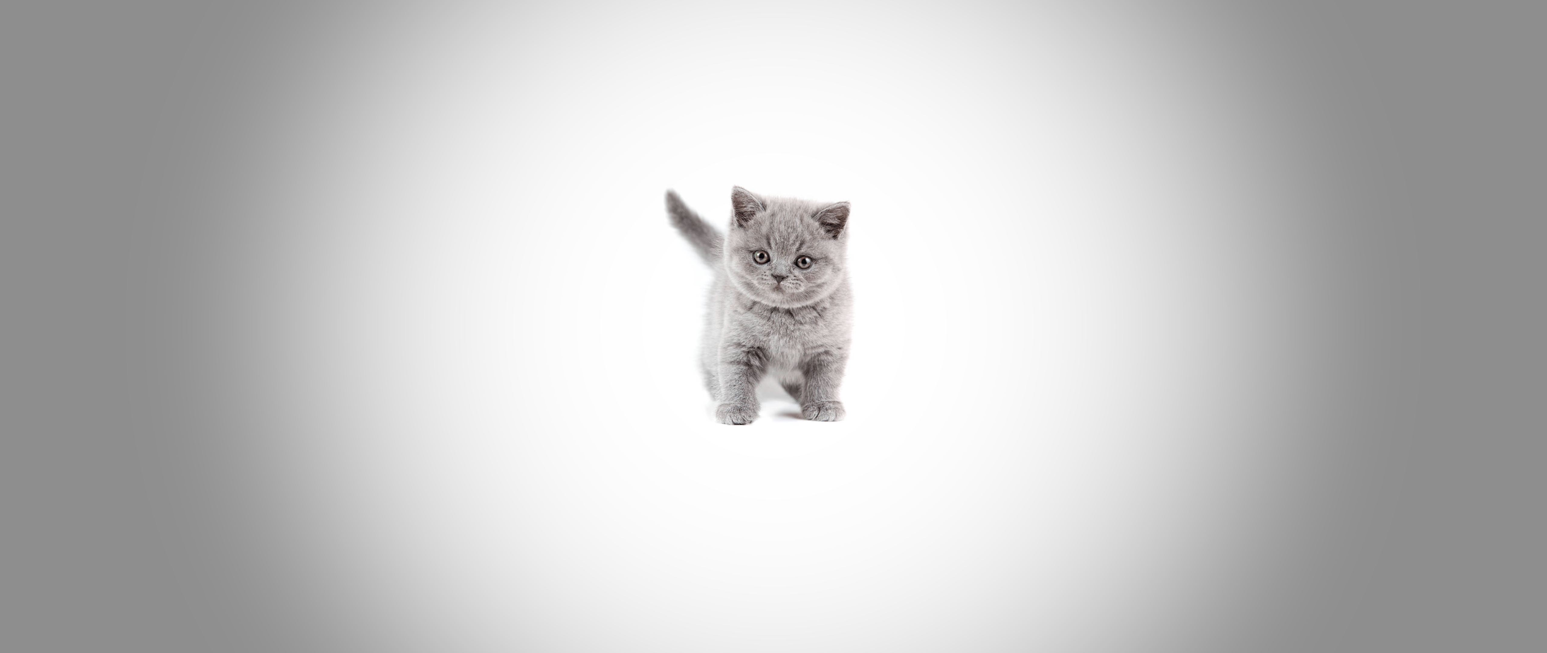 5120x2160 Kitty [3440 x 1440]