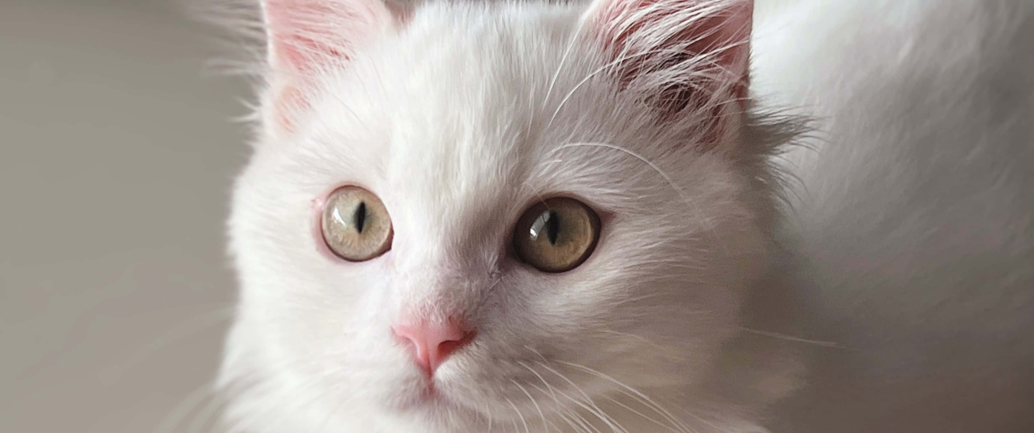 3440x1440 Download 3440x1440 Animal Turkish Angora Cat Wallpaper