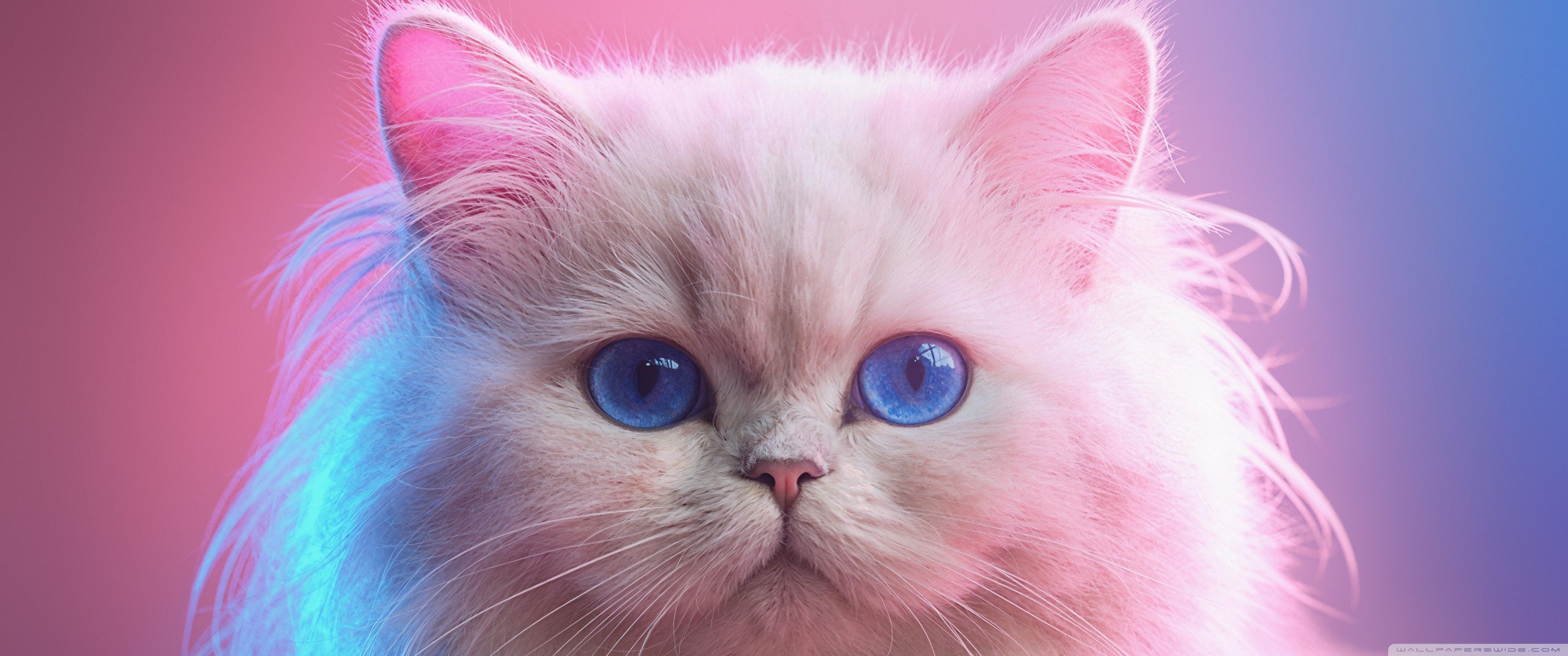 3440x1440 Beautiful White Doll Face Persian Cat 4K UHD Wallpaper For UltraHD Desktop And TV : Widescreen And UltraWide Display : Dual Monitor : Smartphone And Tablet Devices